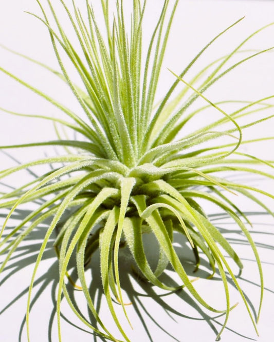 Tillandsia magnusiana; planta del aire, hojas finas y alargadas; Curiosarium; altura 10-12 cm, diámetro 15-20 cm_0