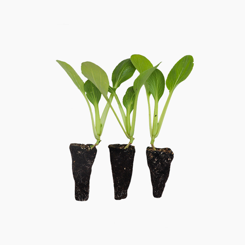 Plantón Pak Choi - PlantaBo_0
