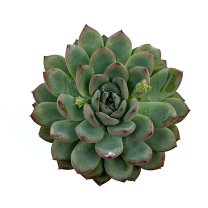 Echeveria Apus Cactus Y Suculentas M8,5 cm Ø_1