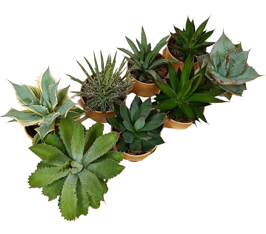 Agave Mix M11 (unidad)_0