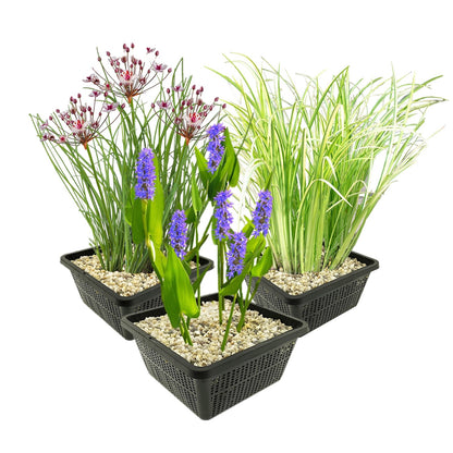 Set Plantas Acuáticas - 12 Plantas (3 Variedades) Cesta Sustrato Abono_0