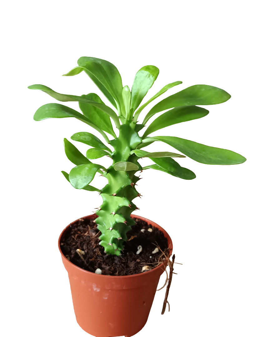 Euphorbia Neriifolia Planta Suculenta Arborea Ø8_0