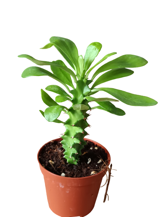 Euphorbia Neriifolia Planta Suculenta Arborea Ø8_0