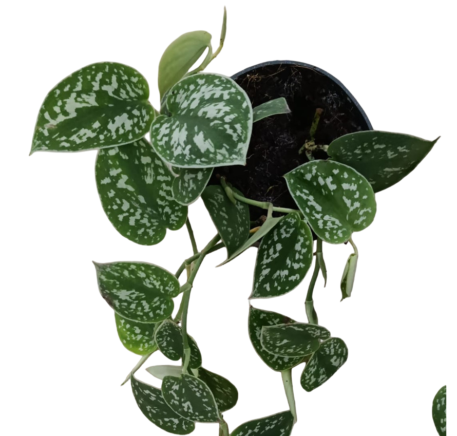 Scindapsus Pictus Argyreus Hoja Pequeña Ø12_0