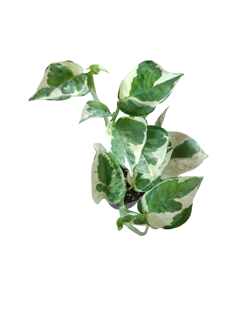 Potho Njoy Planta De Interior Colgante Ø5 Cm_0