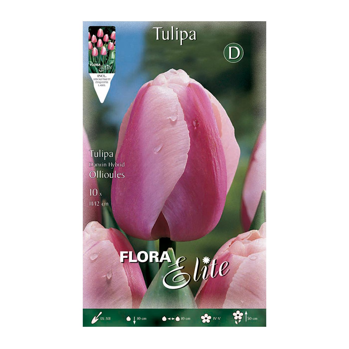 Bulbos de tulipa Darwin rosa com rebordo branco Elite 10 unidades