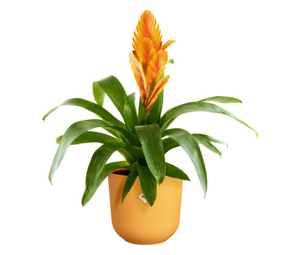 Elho Jazz Macetero Amarillo Ámbar 14cm