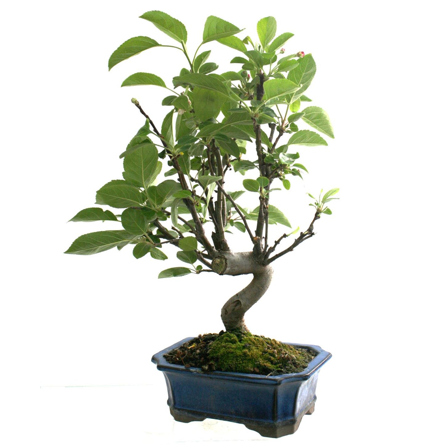 Bonsai Malus 8 anos Macieira