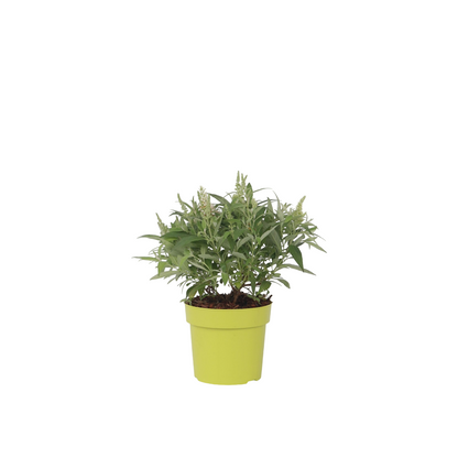 Budleia - Buddleja Davidii 'candy' - Altura 30-40cm - ⌀19cm_0