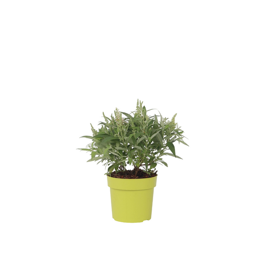 Budleia - Buddleja Davidii 'candy' - Altura 30-40cm - ⌀19cm_0