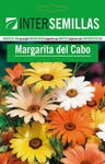 Sementes De Margarida Do Cabo Pacote De Sementes