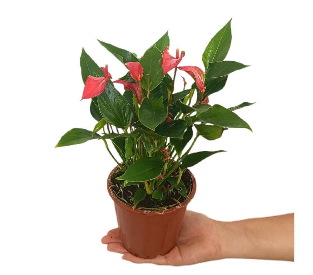 Anthurium Trillions Red M12_0