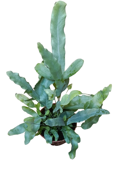 Helecho Azul Plebodium Planta De Interior Ø8_0