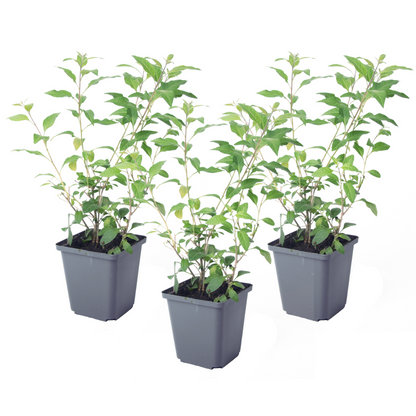 Solano De Flor Azul - 3 Pzs - Lycianthes Rantonnetii - Altura 25-40cm - ⌀9cm_0