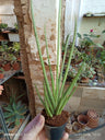 Sansevieria Sp3 No Id Planta de casa