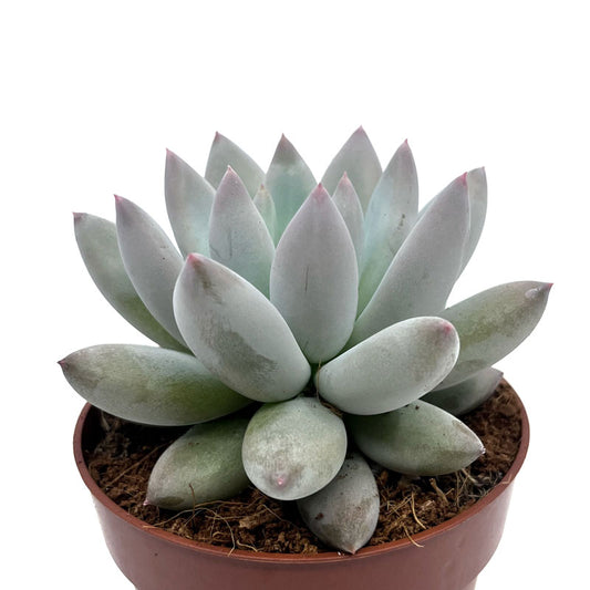 Pachyveria 'krakatoa' Cactus Y Suculentas M8,5 cm Ø_0