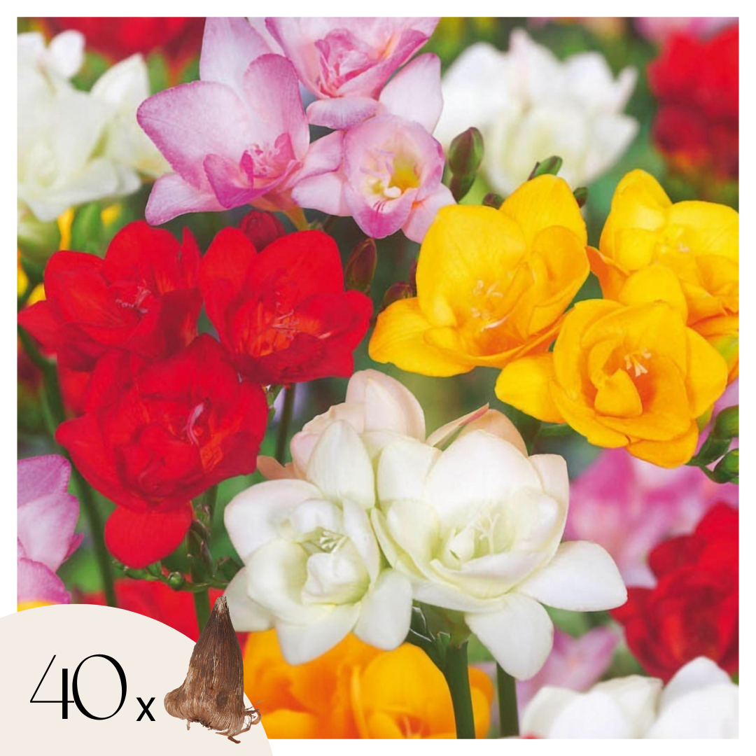 Fresia - 40 Pzs - Freesia Mix - Bulbos De Flores_0