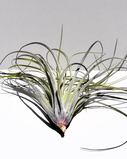 Tillandsia stricta; planta del aire, clavel del aire, verde grisácea; Curiosarium; altura 12 cm, diámetro 10 cm_4