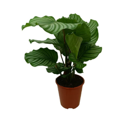 Calathea Orbifolia M19_0