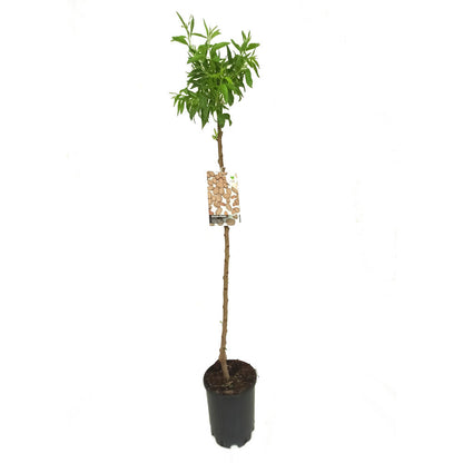 Almendro Marcona M25 130cm_1