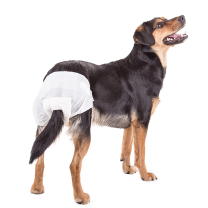 Pañales Desechables Para Perros Hembra 10 Unidades Talla Xs_2