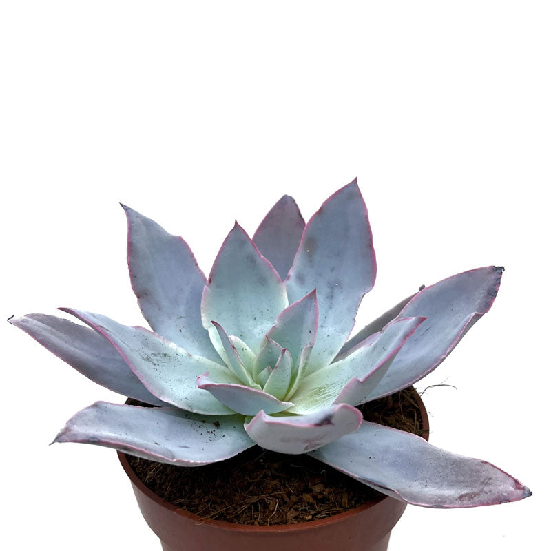 Echeveria Cante Cactus Y Suculentas M8,5 cm Ø_0