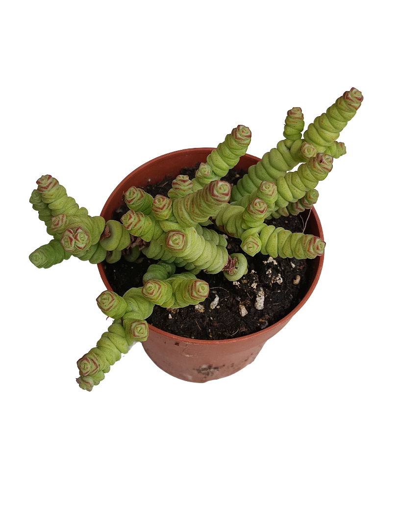 Crassula Marnieriana Planta Suculenta 8 Cms_0