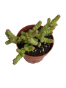 Planta Suculenta Crassula Marnieriana 8 Cms