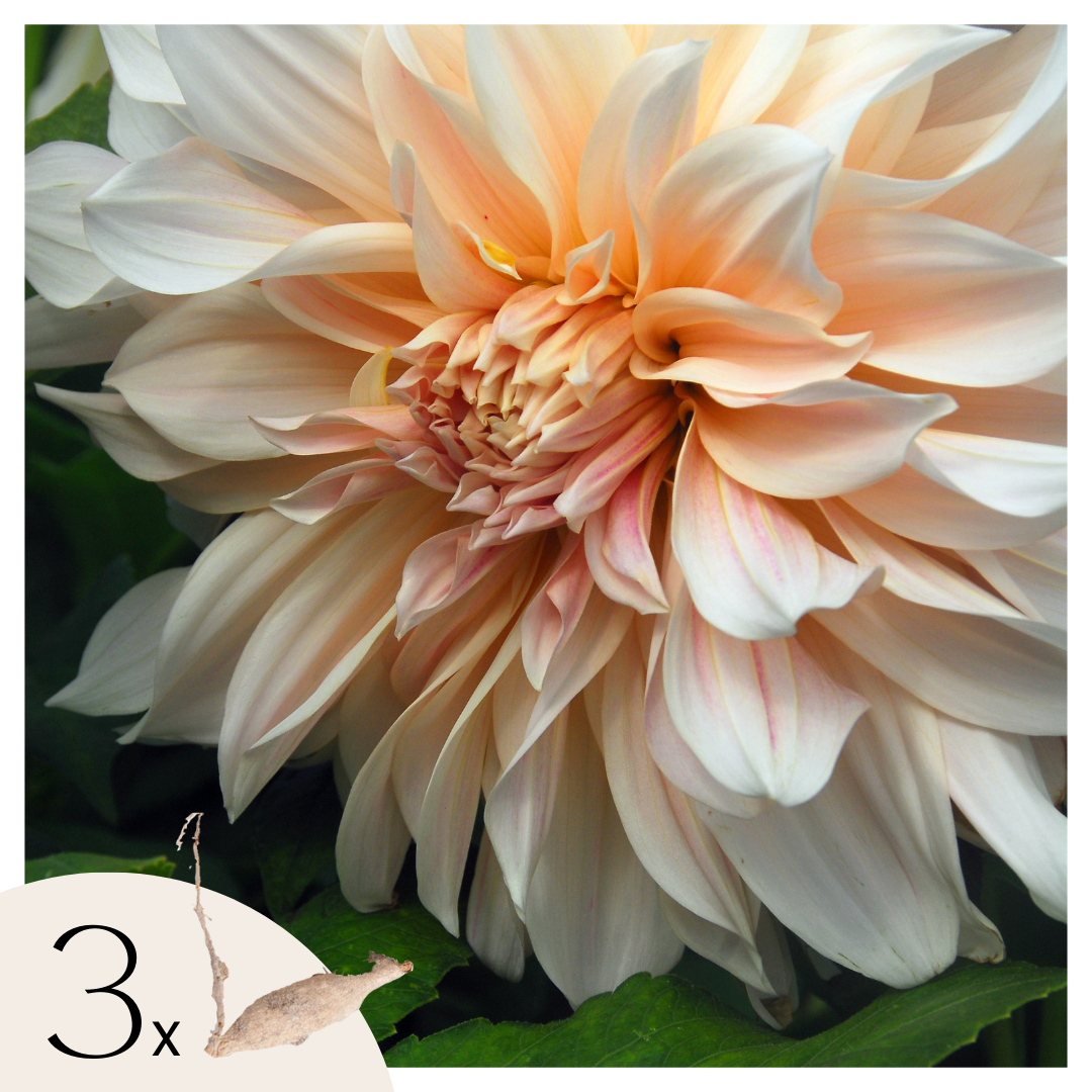 Tubérculos De Dalia - 3 Pzs - Dahlia 'café Au Lait'_0