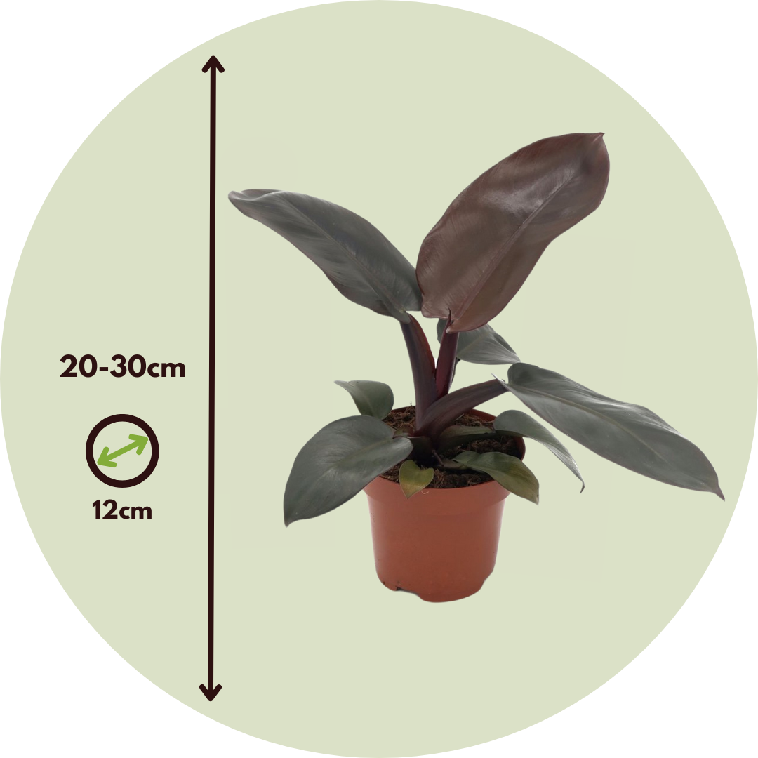 Filodendro - 2 Pzs - Philodendron 'black Cardinal' - Altura 20-30cm - ⌀12cm_2