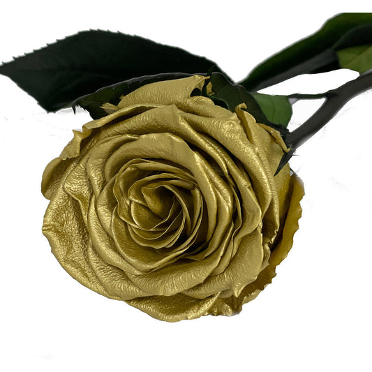 Mundo Eterno Rosa Preservada Oro 55cm_0