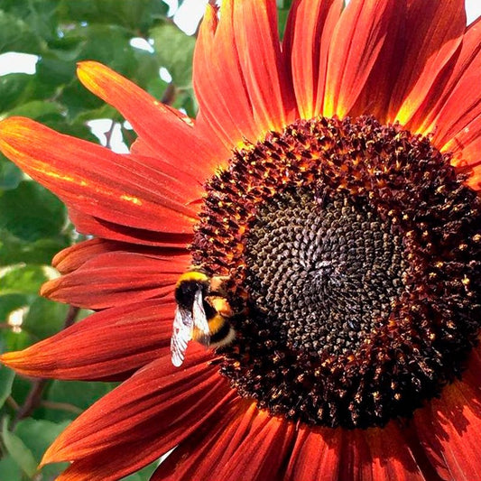 Semillas Girasol Velvet Queen Ecológicas