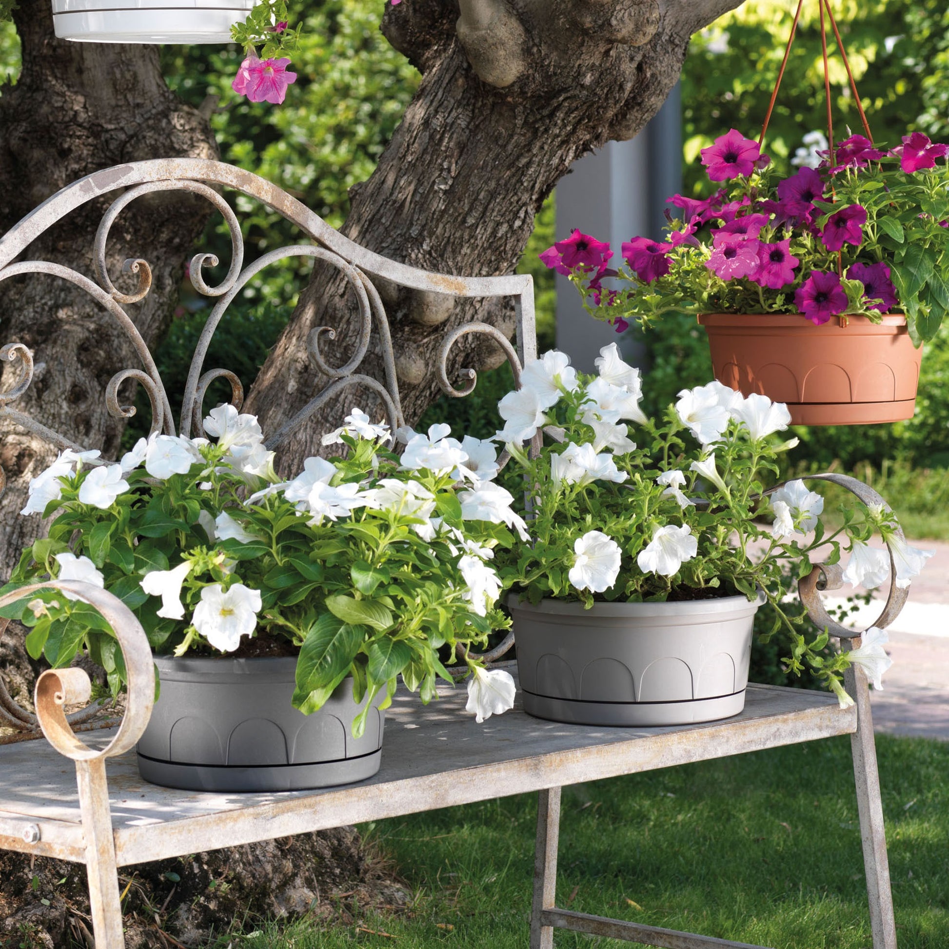 Maceta Tipo Cuenco Ø Cm 30 Con Platillo