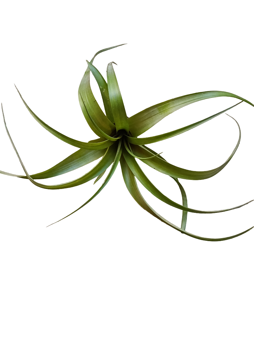 Tillandsia Polystachia Planta Natural Clavel Del Aire_0