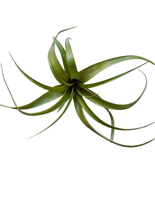 Tillandsia Polystachia Planta Natural Clavel Del Aire_0