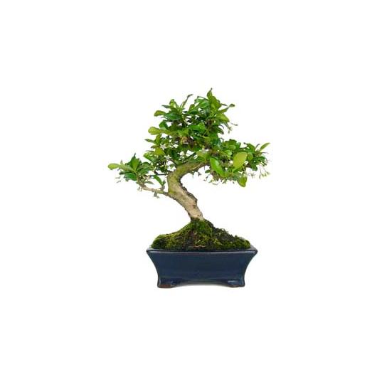 Bonsai Carmona microphylla 6 anos - CARMONA