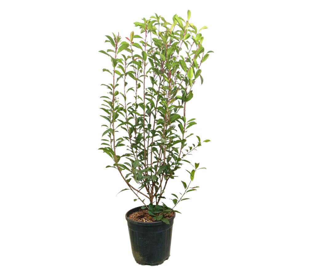 Photinia Fraseri Carré Rouge M30 80-100cm_0