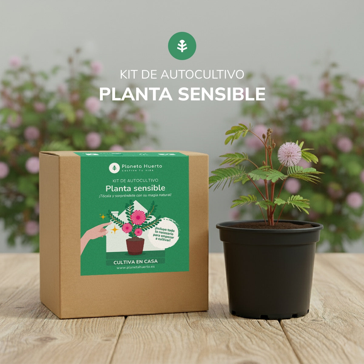 Kit de autocultivo para a planta carnívora Drosera Planeta Huerto
