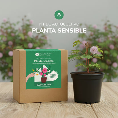 Kit de autocultivo para a planta carnívora Drosera Planeta Huerto