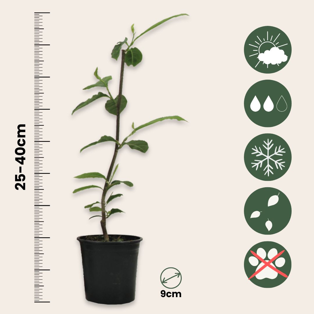 Magnolia De Hoja Caduca - 3 Pzs - Magnolia 'susan' - Altura 25-40cm - ⌀9cm_2