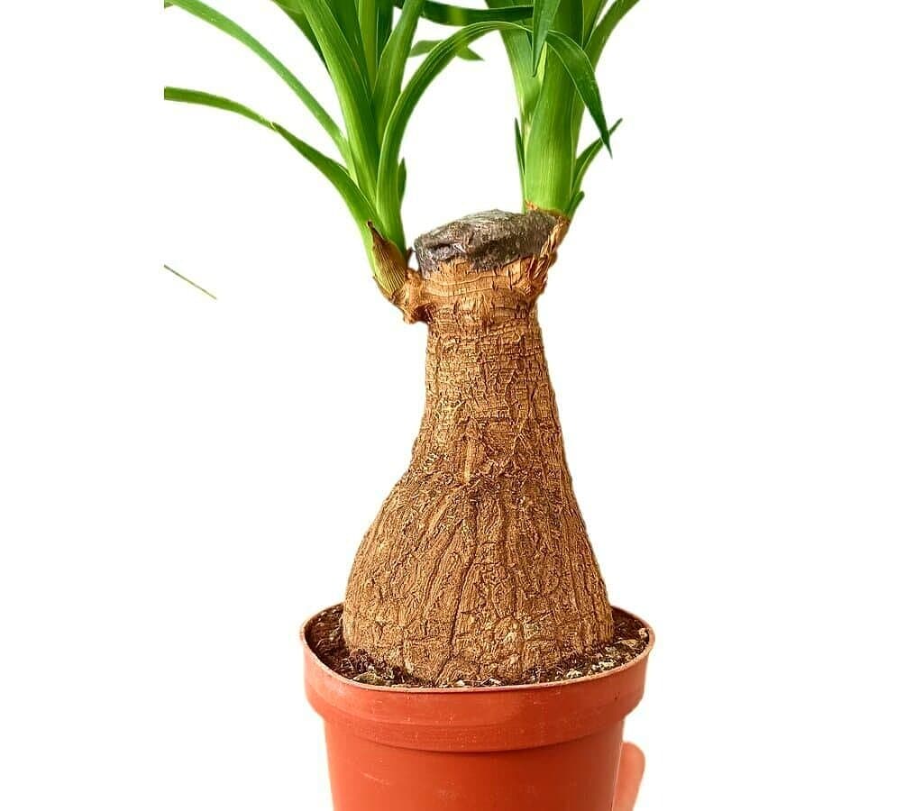 Beaucarnea Recurvata M9_1