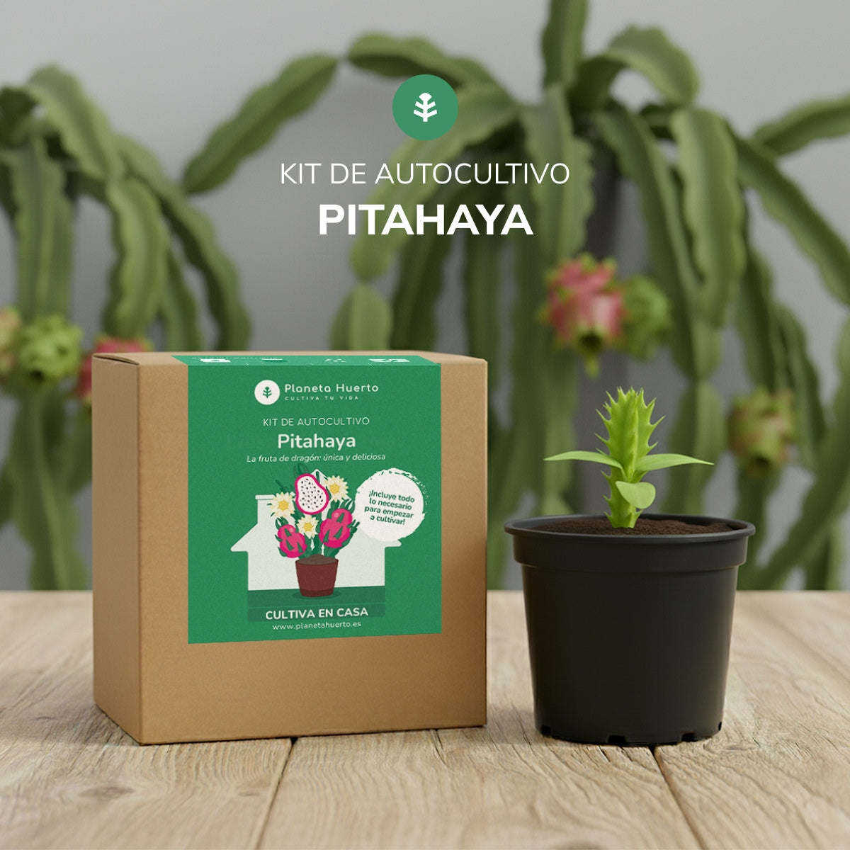 Kit de autocultivo de fruta do dragão Pitahaya Planeta Huerto