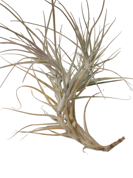 Tillandsia Caerulea Planta Natural Clavel Del Aire Colgante_0