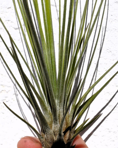 Tillandsia juncifolia; tillandsia de hojas de junco, planta del aire; Curiosarium; altura 20-25 cm, diámetro 10-15 cm_1