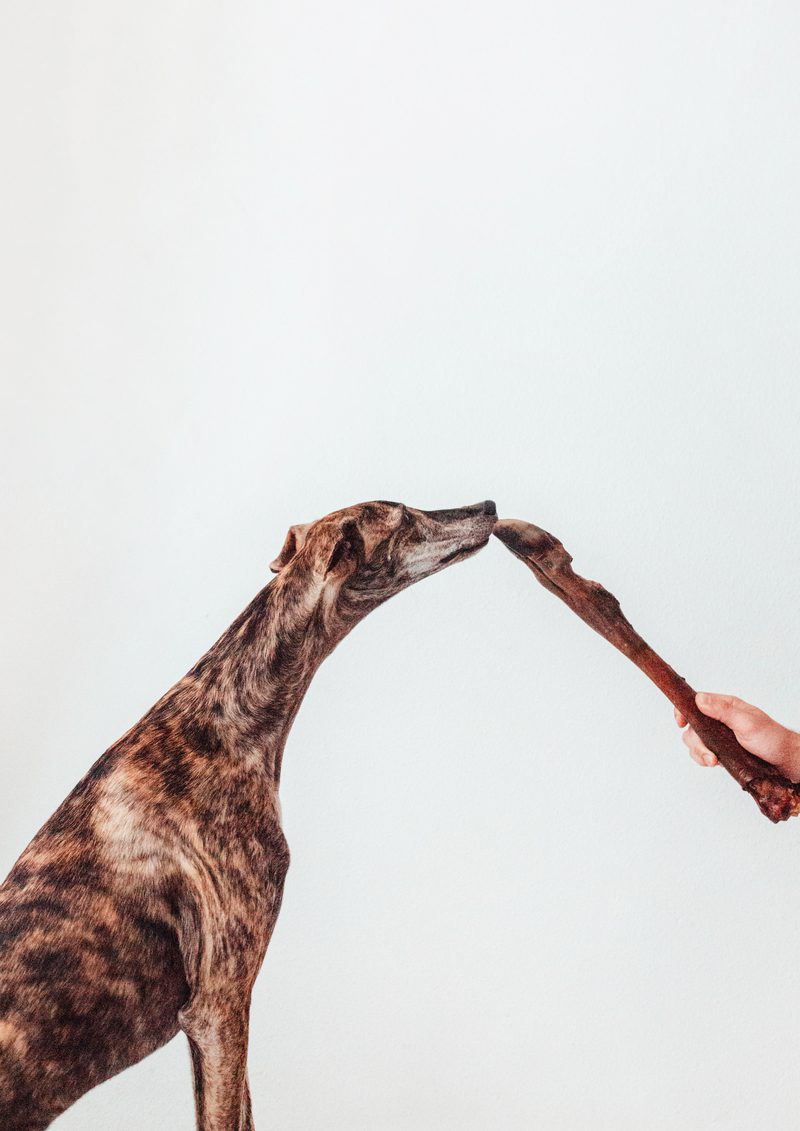 Bimorbox Gold Ocean · Pack Snacks Y Productos Marítimos Para Perros._4