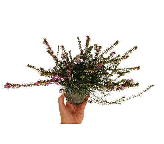 Erica Darleyensis Rosa M12 20cm_0