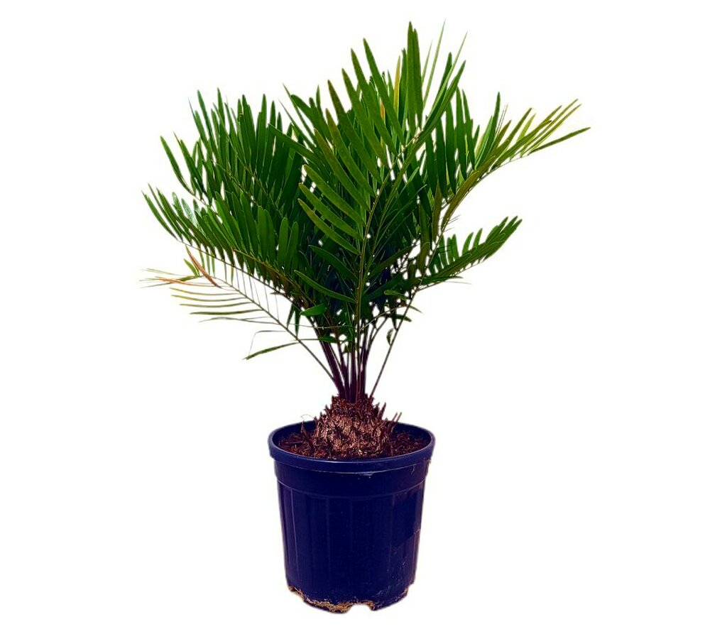 Zamia Floridiana M22 50 - 60cm_0