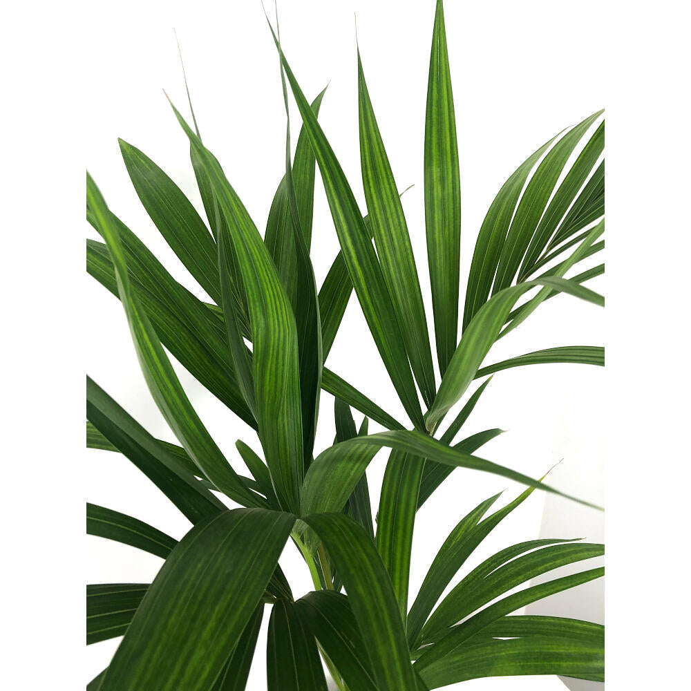 Kentia Forsteriana M17 100cm_2