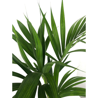 Kentia Forsteriana M17 100cm_2