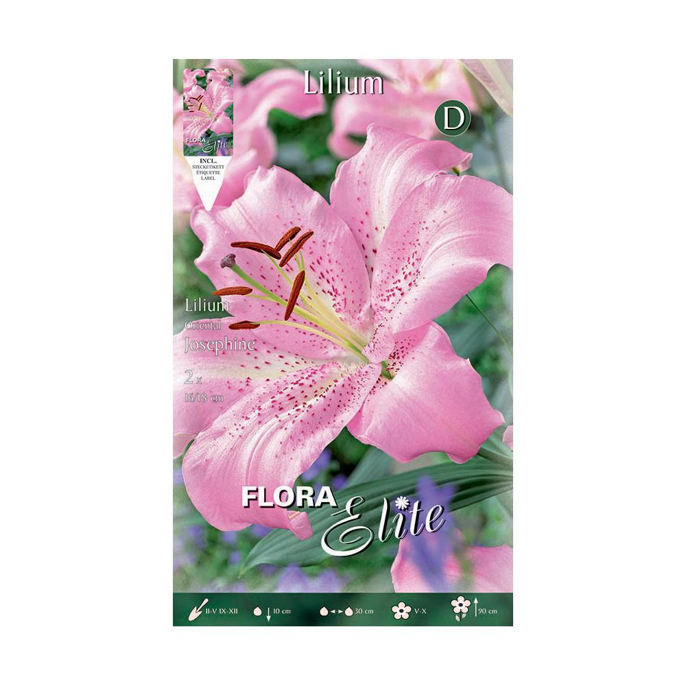 Bolbos de lírio oriental rosa elite 2 unidades